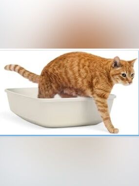 New Petco sophresh large litter box